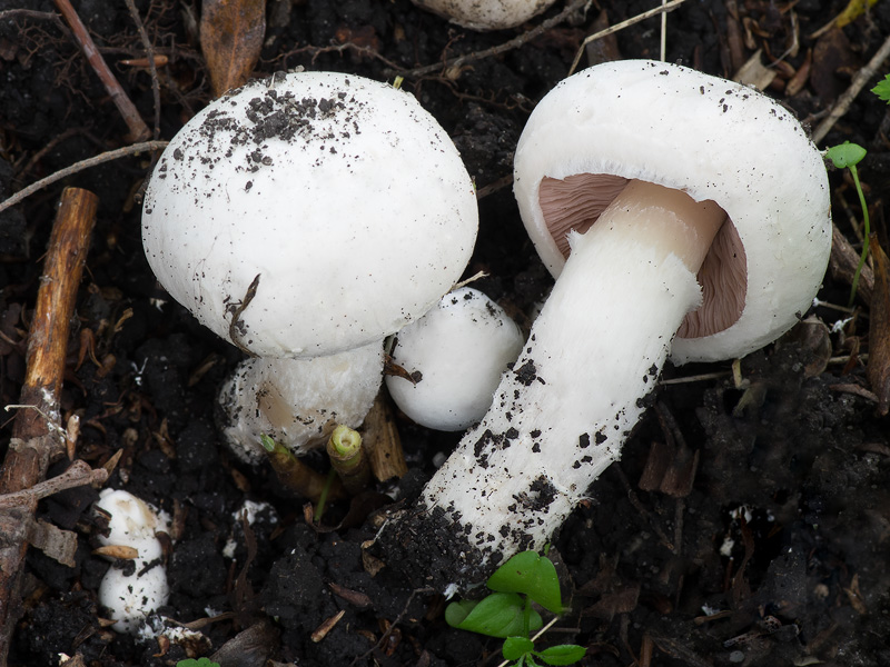 Agaricus chionodermus